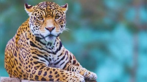 India Leopard Hotspots: Top 5 Destinations for Guaranteed Sightings