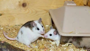 Scientists Breed Fertile Mice Using DNA From Two Fathers in Reproductive Breakthrough