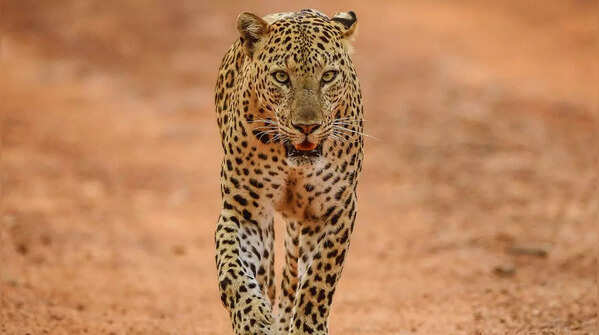 Leopard in Jhalana Leopard Reserve surrounded by dry brush