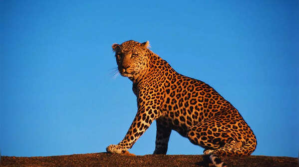Leopard lurking in Kabini Wildlife Sanctuary