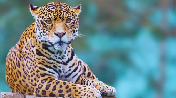 Leopard resting in the Bera landscape