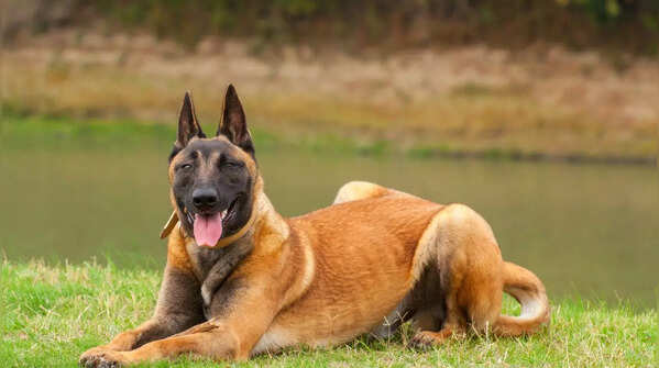 Belgian Malinois are high-energy working dogs