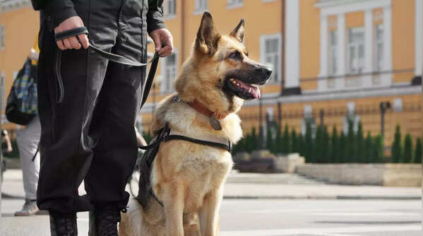 German Shepherd needs consistent training
