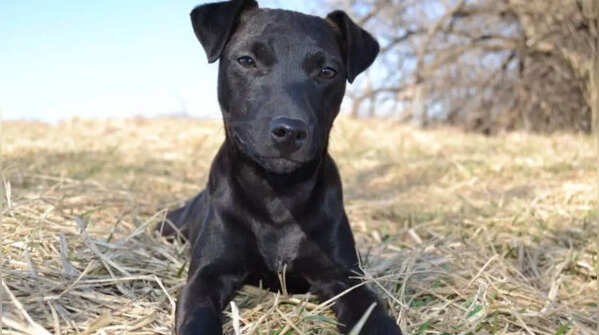 Patterdale Terrier known for its high prey drive