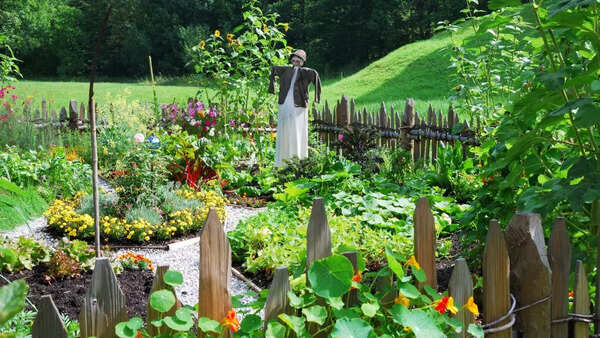 Lush green garden during monsoon season.