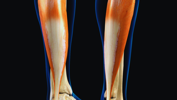Anatomy of the soleus muscle in the lower leg
