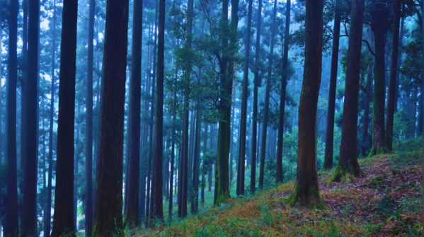 Dow Hill, Kurseong, West Bengal